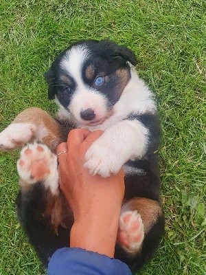 CHIOT