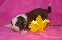 CHIOT