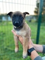 CHIOT